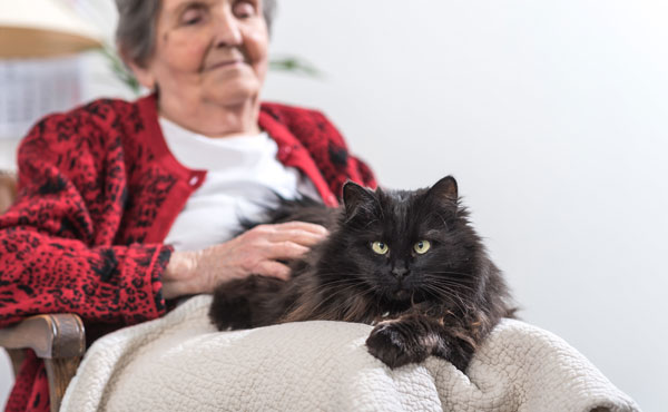 Animal de compagnie pour personne âgée : le chat pour rompre la solitude